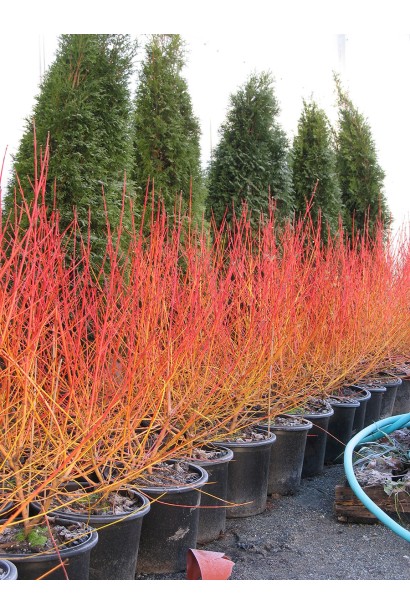 Дерен пурпурово- червоний Мідвінтер Фаєр саджанці